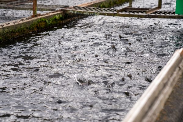 Fish Farming Subsidy: Bihar’s Proven 80% Support for Farmers