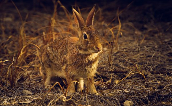 Is the Freeze-Dried Rabbit Recipe the Best Choice for Dogs?