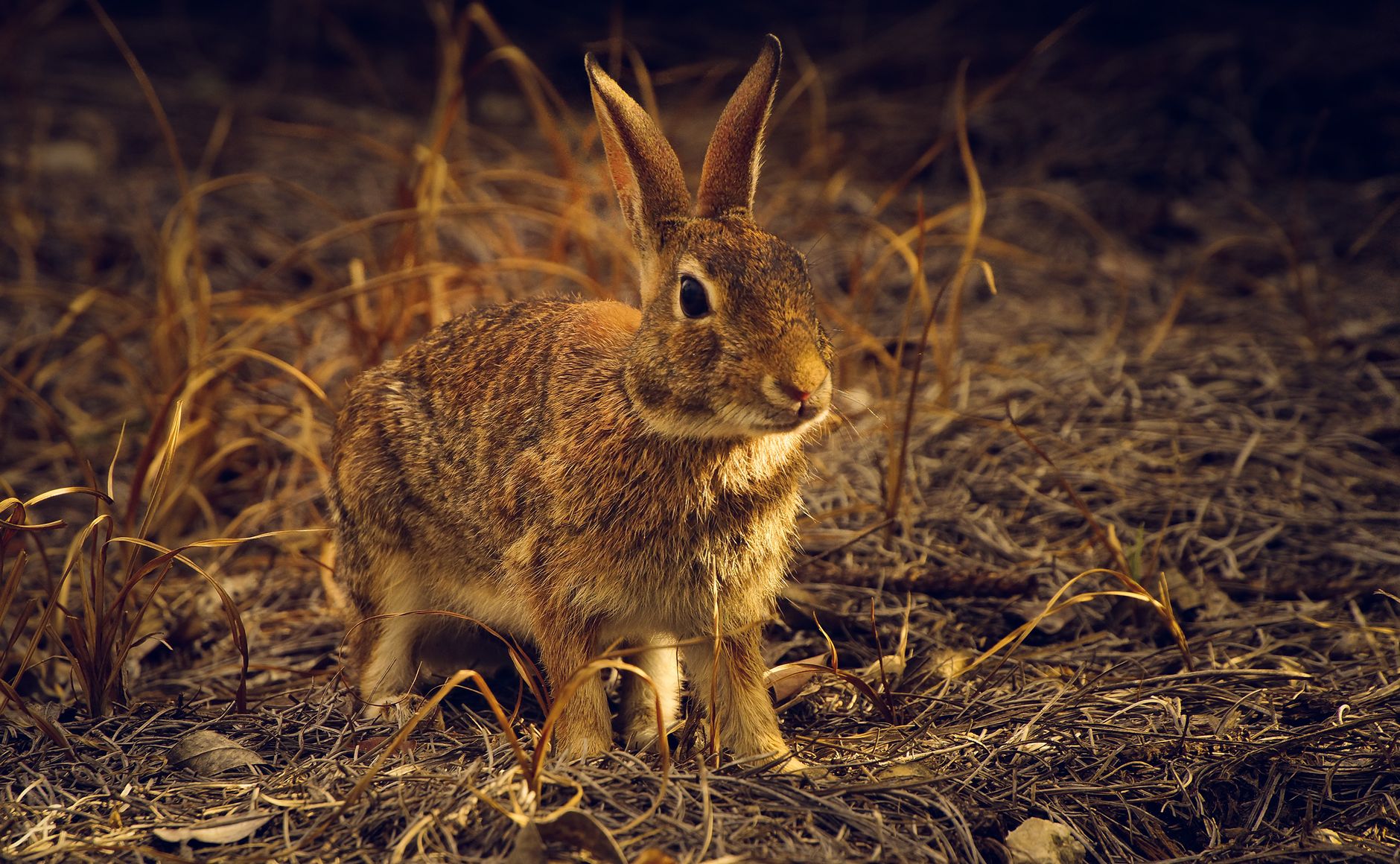 freeze-dried rabbit recipe