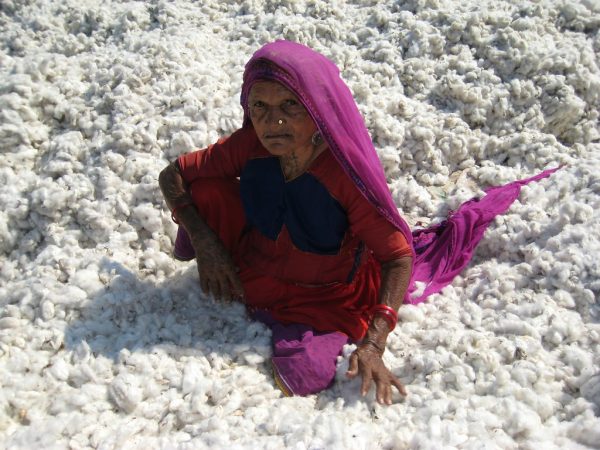 Gujarat Cotton Farmers: Easy Steps to Register for MSP Sales