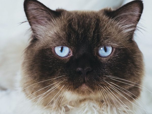 Pet Care Features: Best Proven Enhancements for Customers