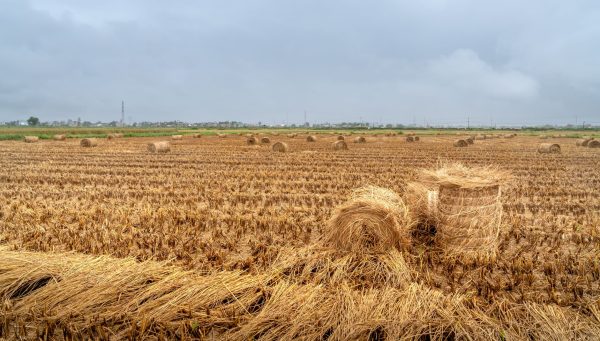 Stubble-Free Farming: Proven Boost for Crop Yields