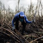 subsidy scheme sugarcane farming