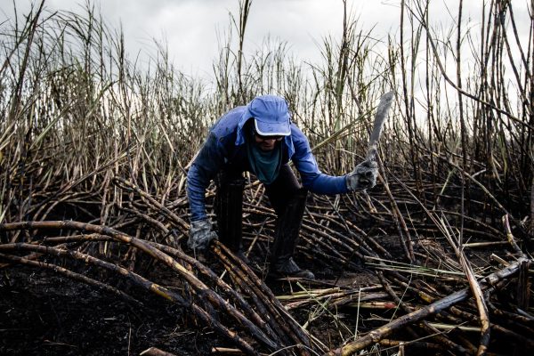 Subsidy scheme sugarcane farming: Best Proven Benefits