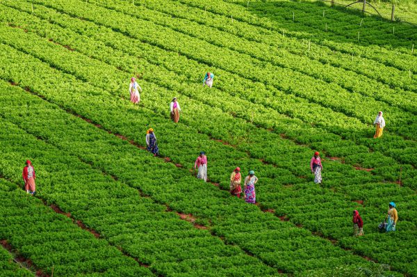 Agriculture Department Schemes: What Are the Best Proven Strategies?