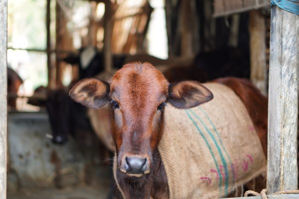 Bihar Dairy Farming Scheme: Is It the Best Way to Start?