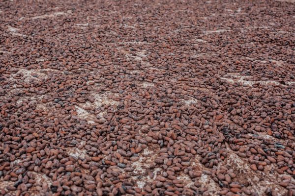 Is Cocoa Farming in Kenya the Best Investment Opportunity?