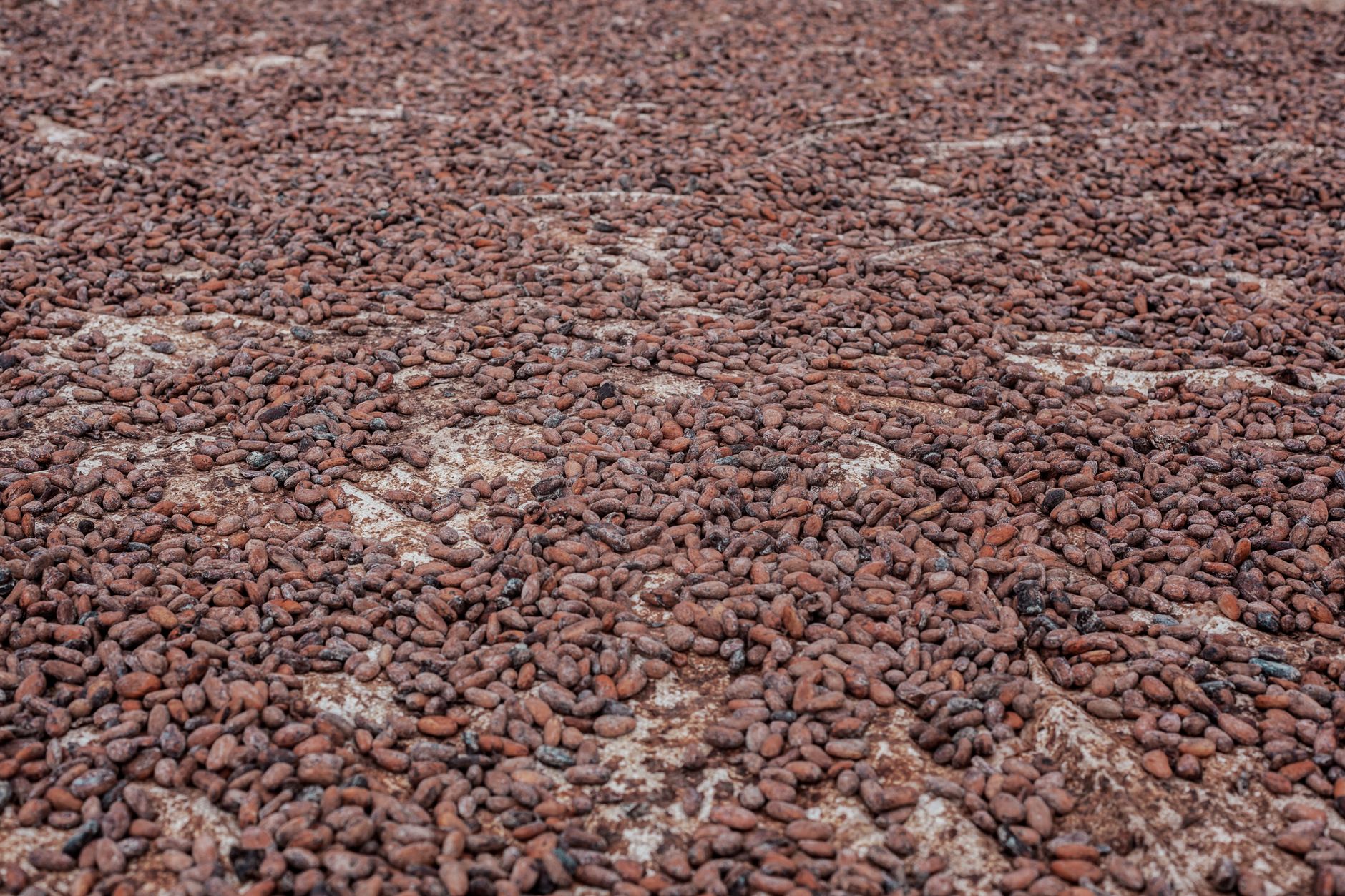 cocoa farming in Kenya