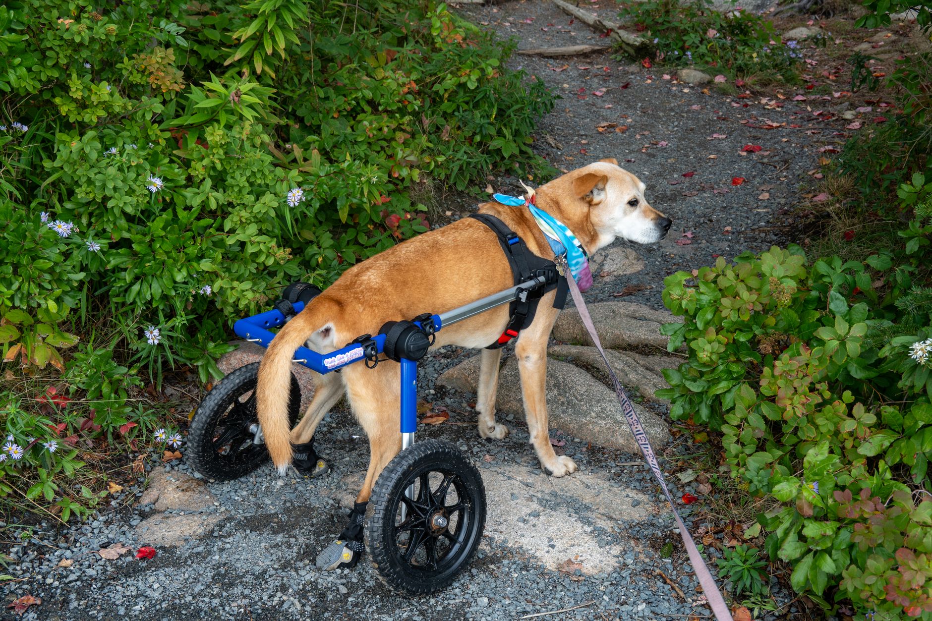 cognitive support for senior dogs