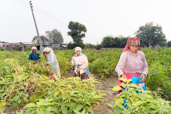 Empower Farmers Scheme: A Proven Way to Boost Agriculture