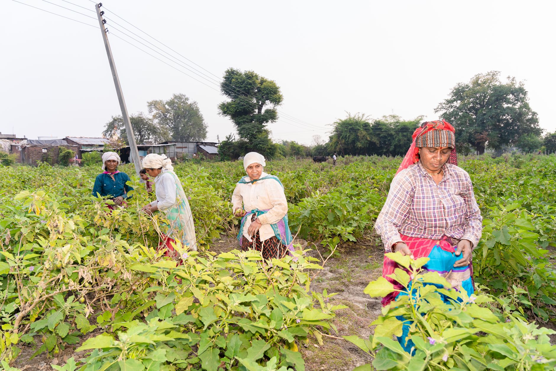 empower farmers scheme