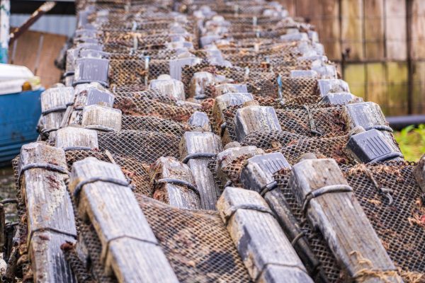 Is the Live Seafood Supply Chain Safe and Proven for Consumers?