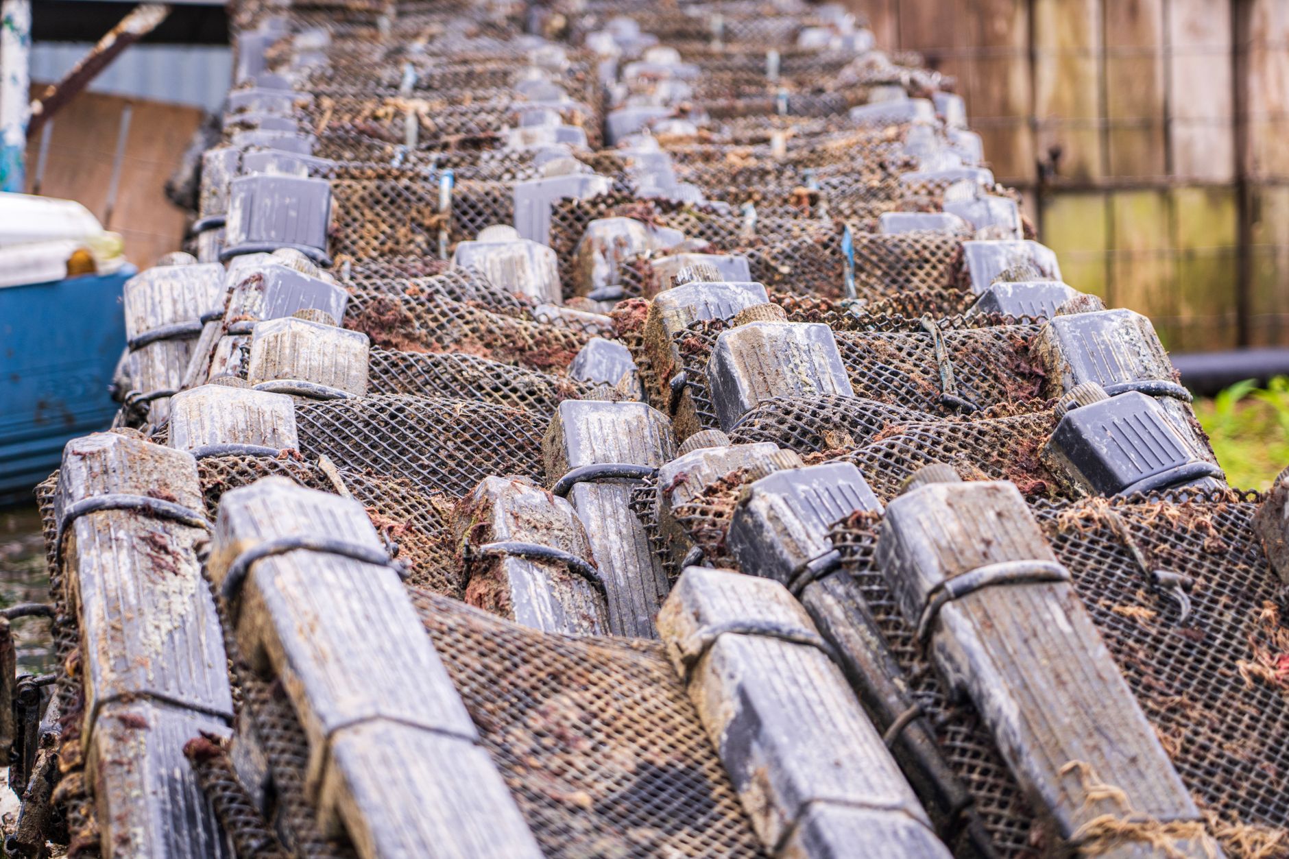 live seafood supply chain