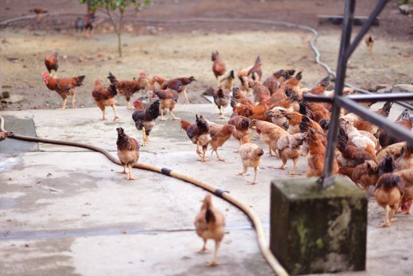 Odisha Poultry Scheme: Is This the Best Investment for Farmers?