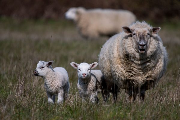 Is the St. Ewe Advertising Campaign the Best Move Ever?