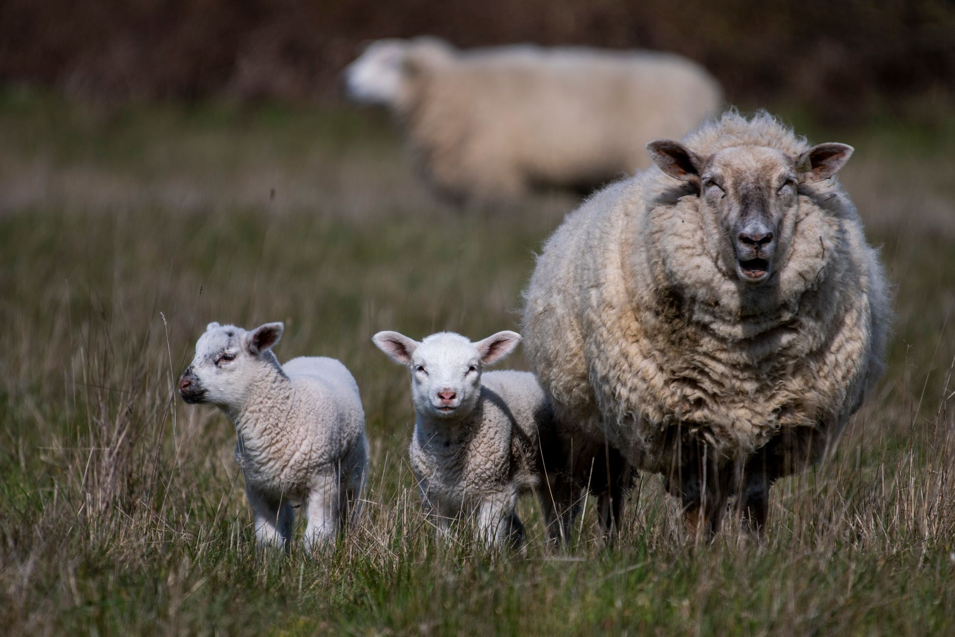St. Ewe advertising campaign